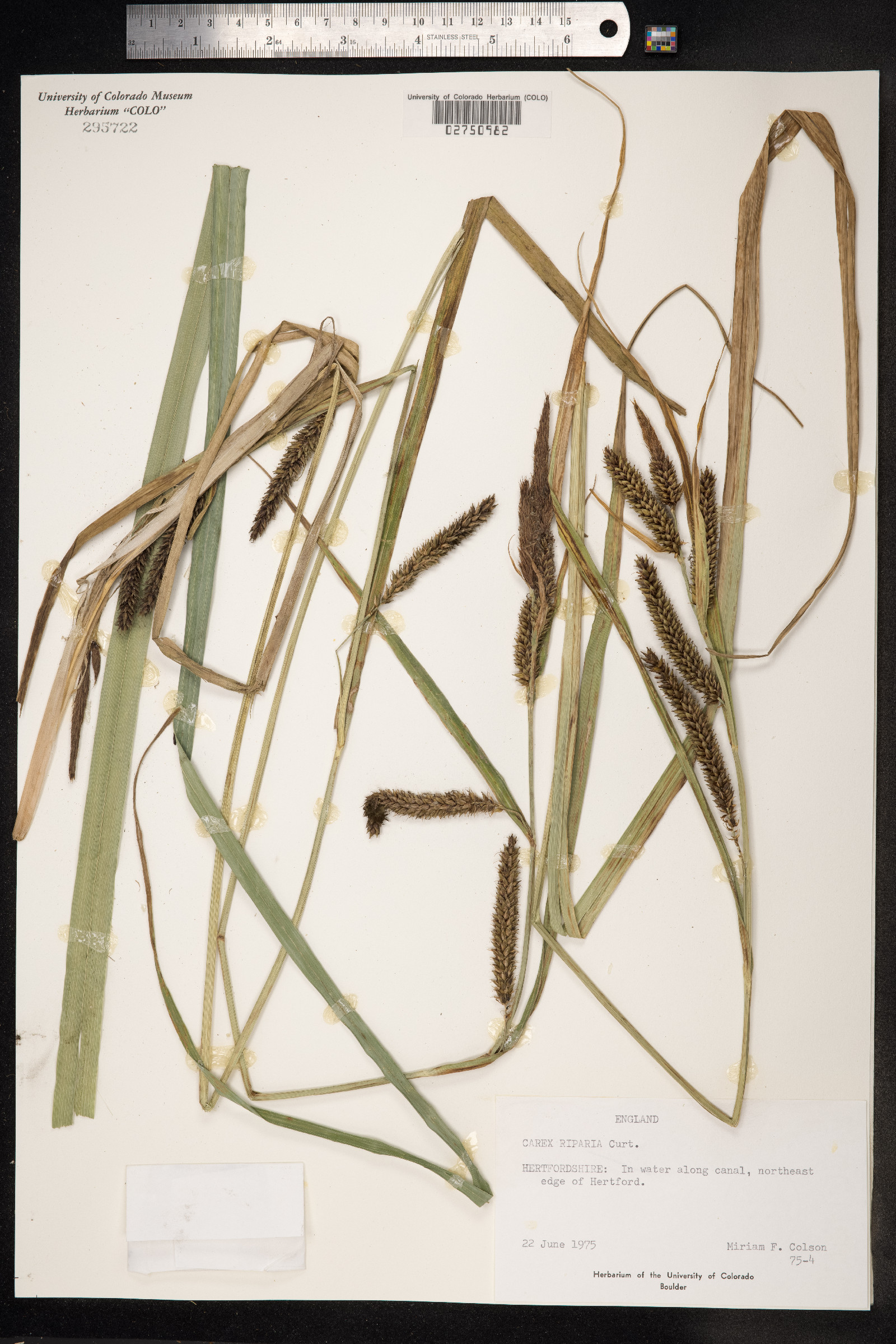 Carex hyalinolepis image