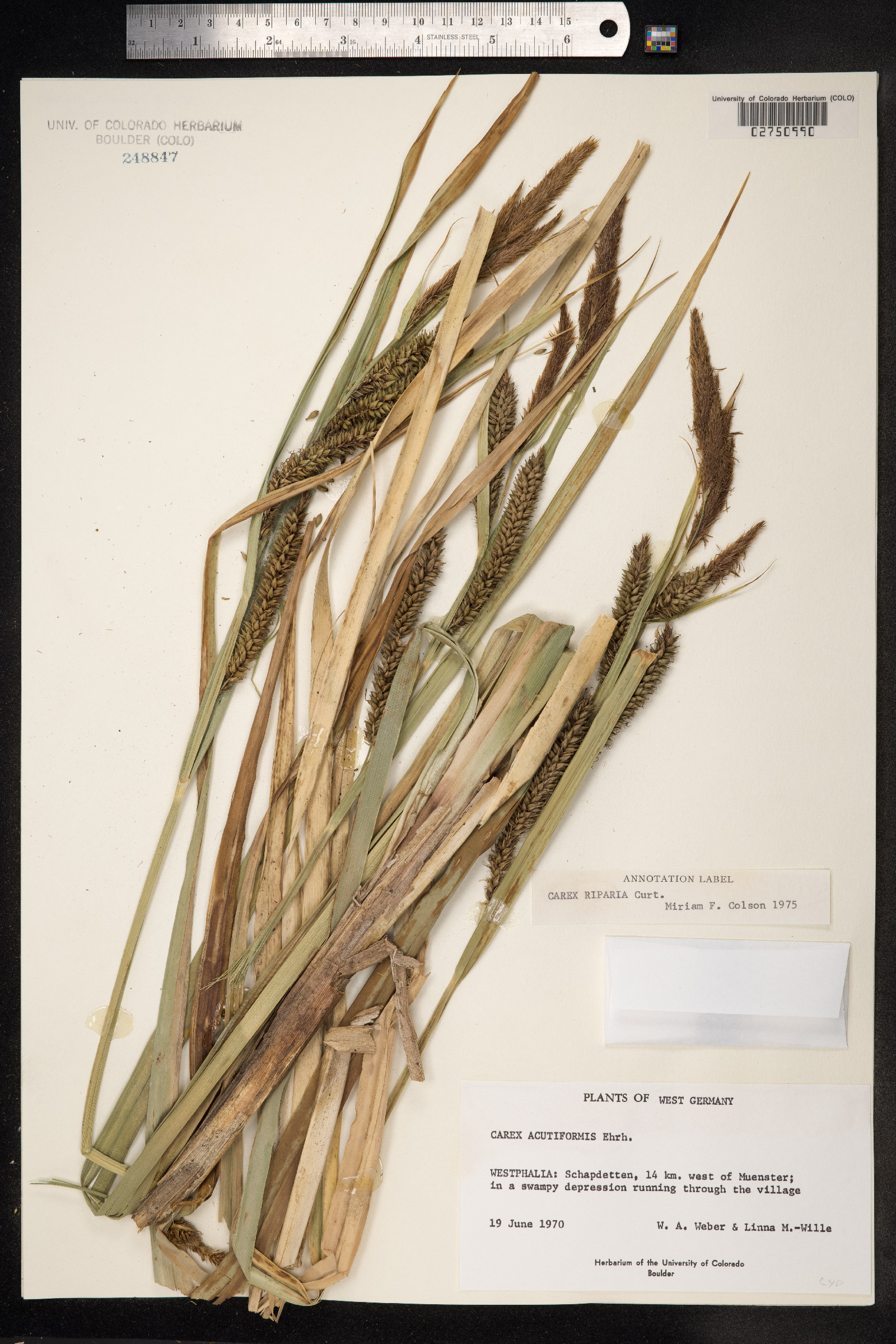 Carex hyalinolepis image