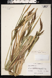Carex hyalinolepis image