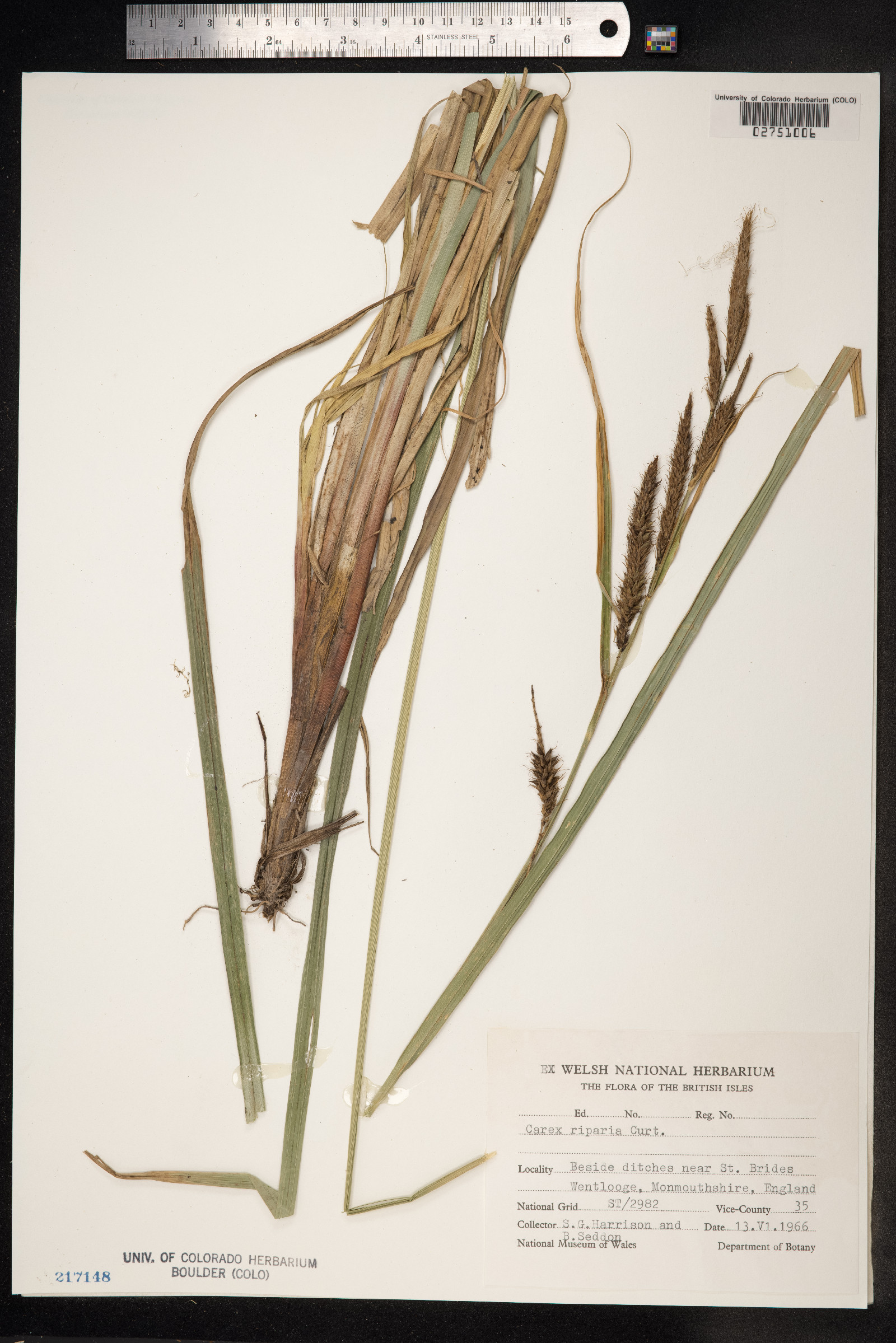 Carex hyalinolepis image