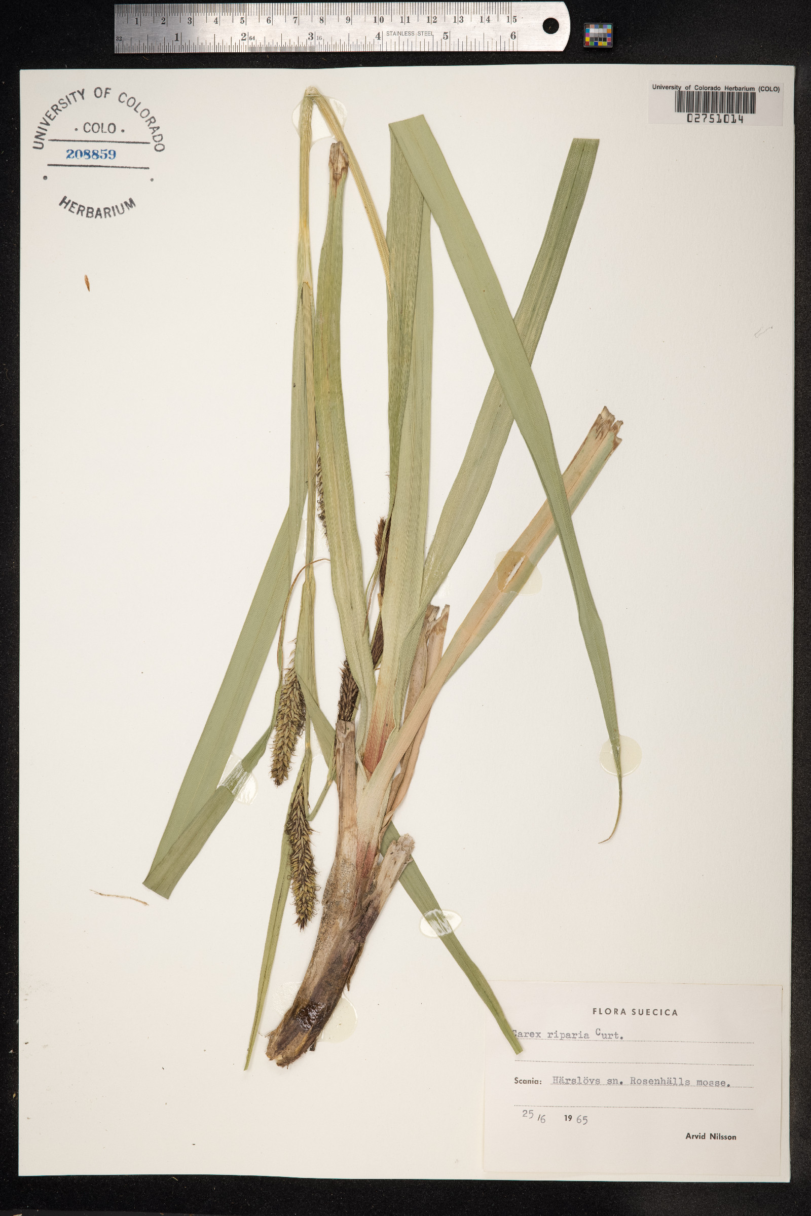 Carex hyalinolepis image