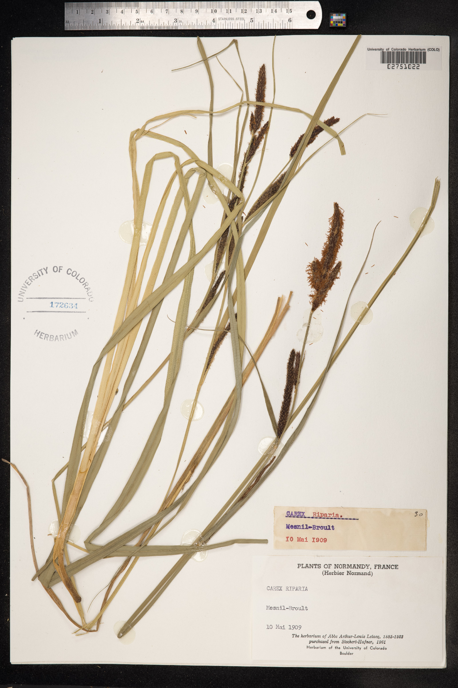 Carex hyalinolepis image
