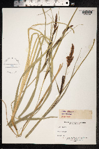 Carex hyalinolepis image