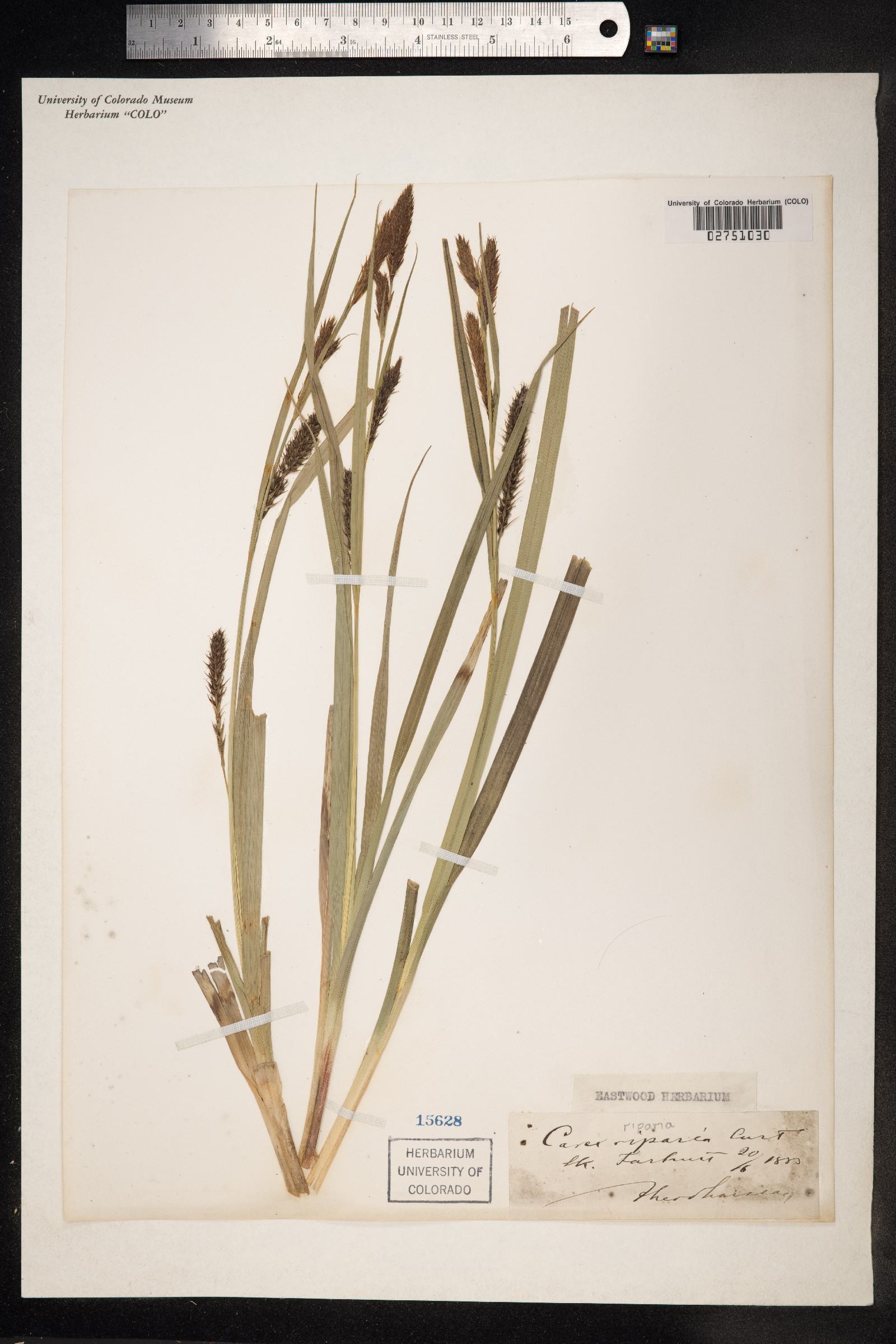 Carex hyalinolepis image