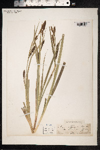 Carex hyalinolepis image