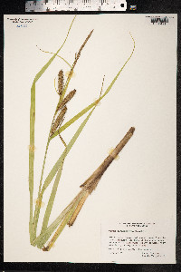 Carex utriculata image