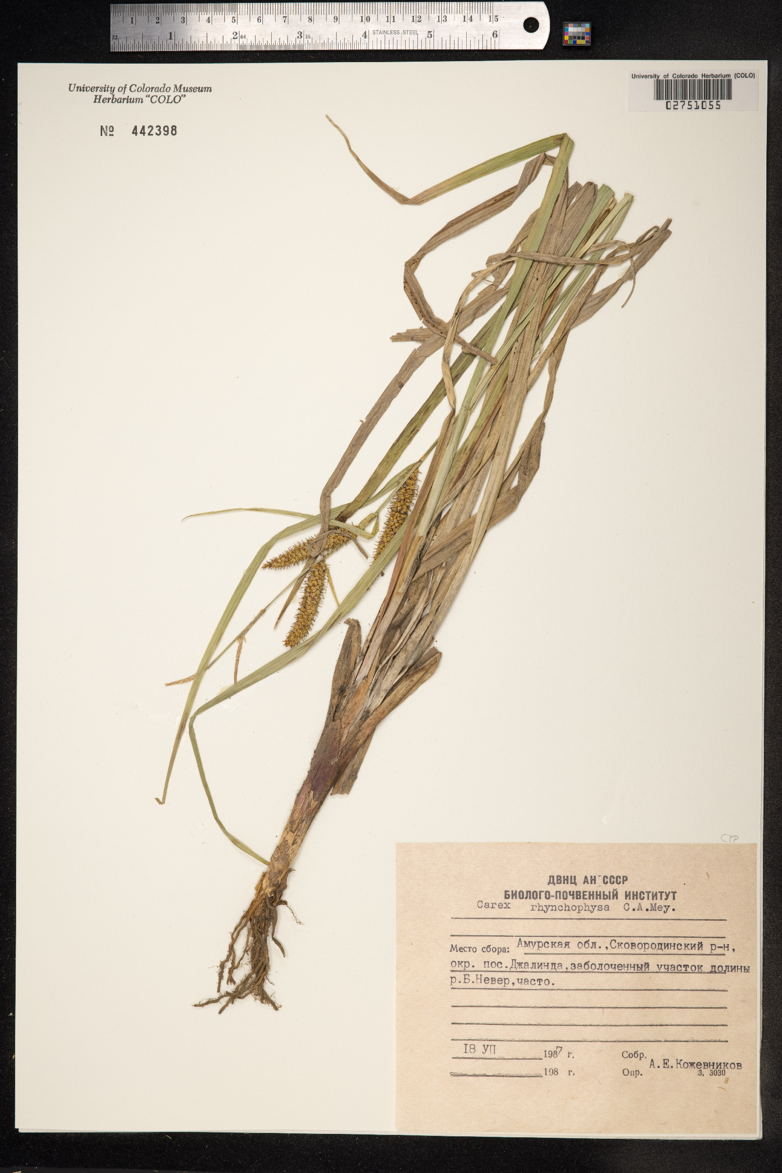 Carex utriculata image