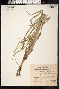 Carex utriculata image