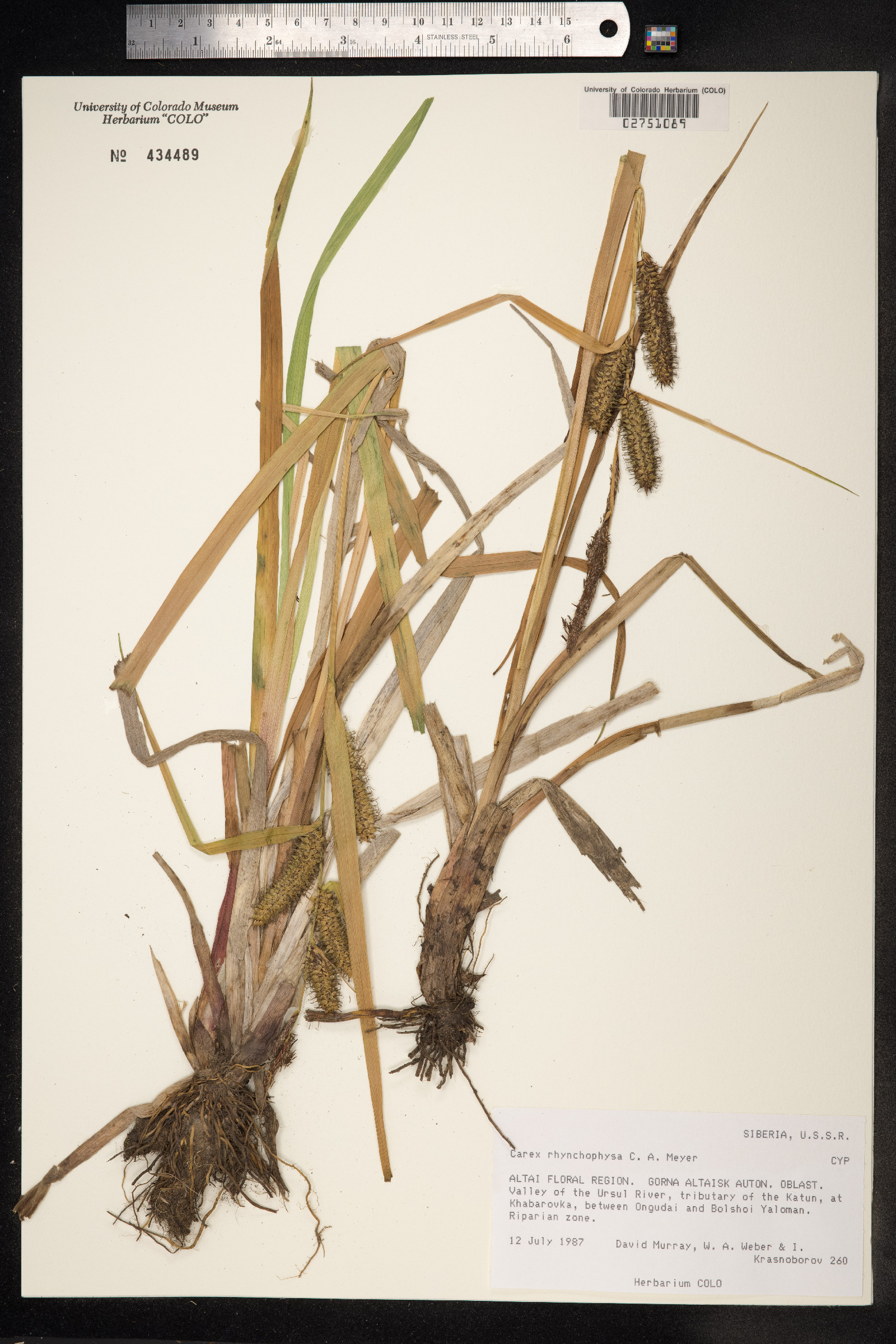 Carex utriculata image