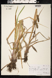 Carex utriculata image