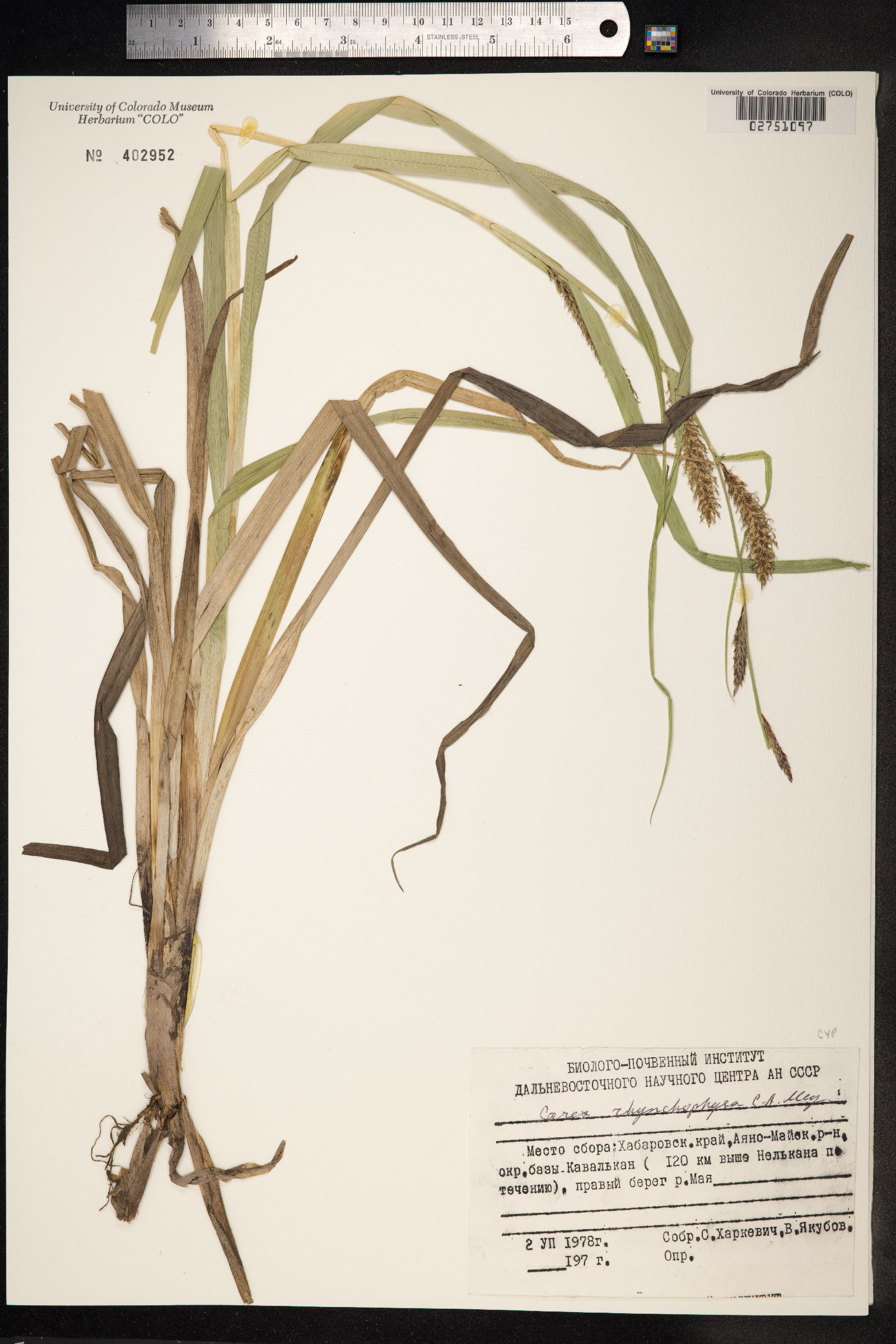 Carex utriculata image