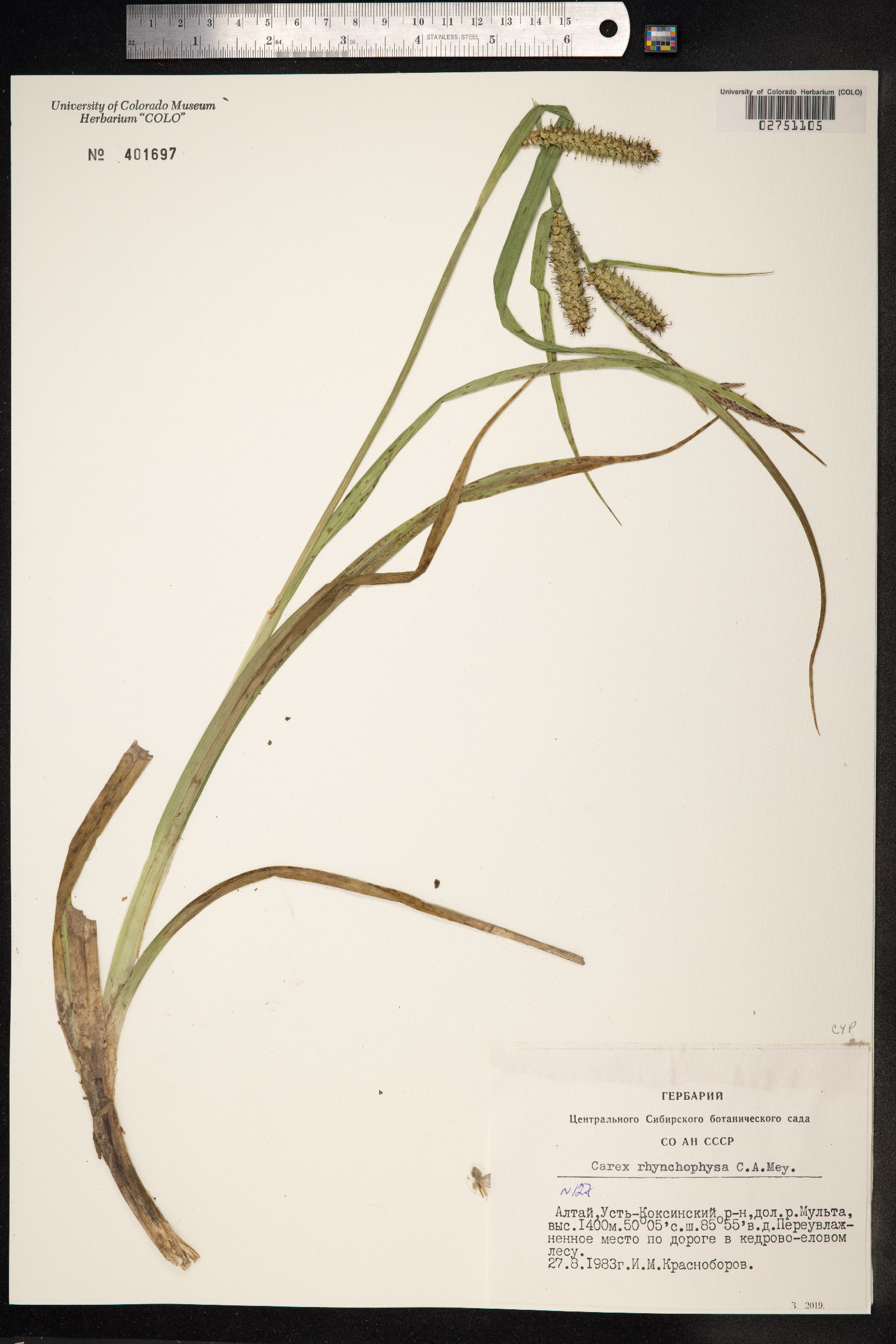 Carex utriculata image