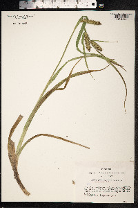 Carex utriculata image