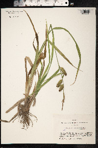 Carex utriculata image