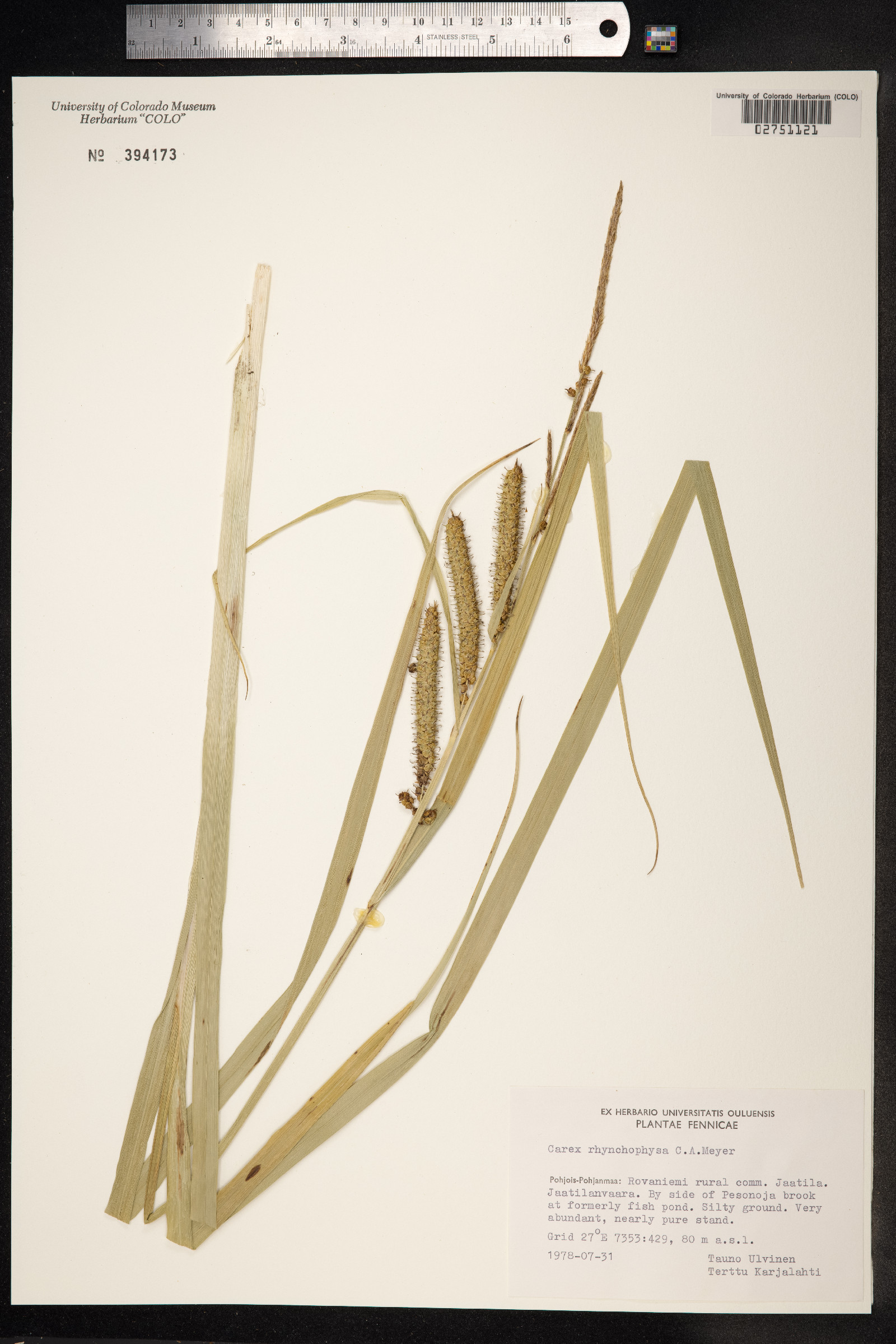 Carex utriculata image