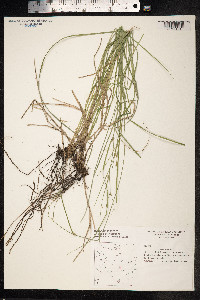 Carex remota image