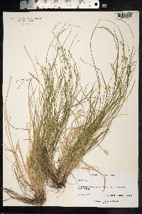 Carex remota image