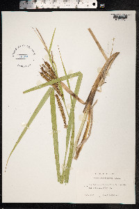 Carex utriculata image