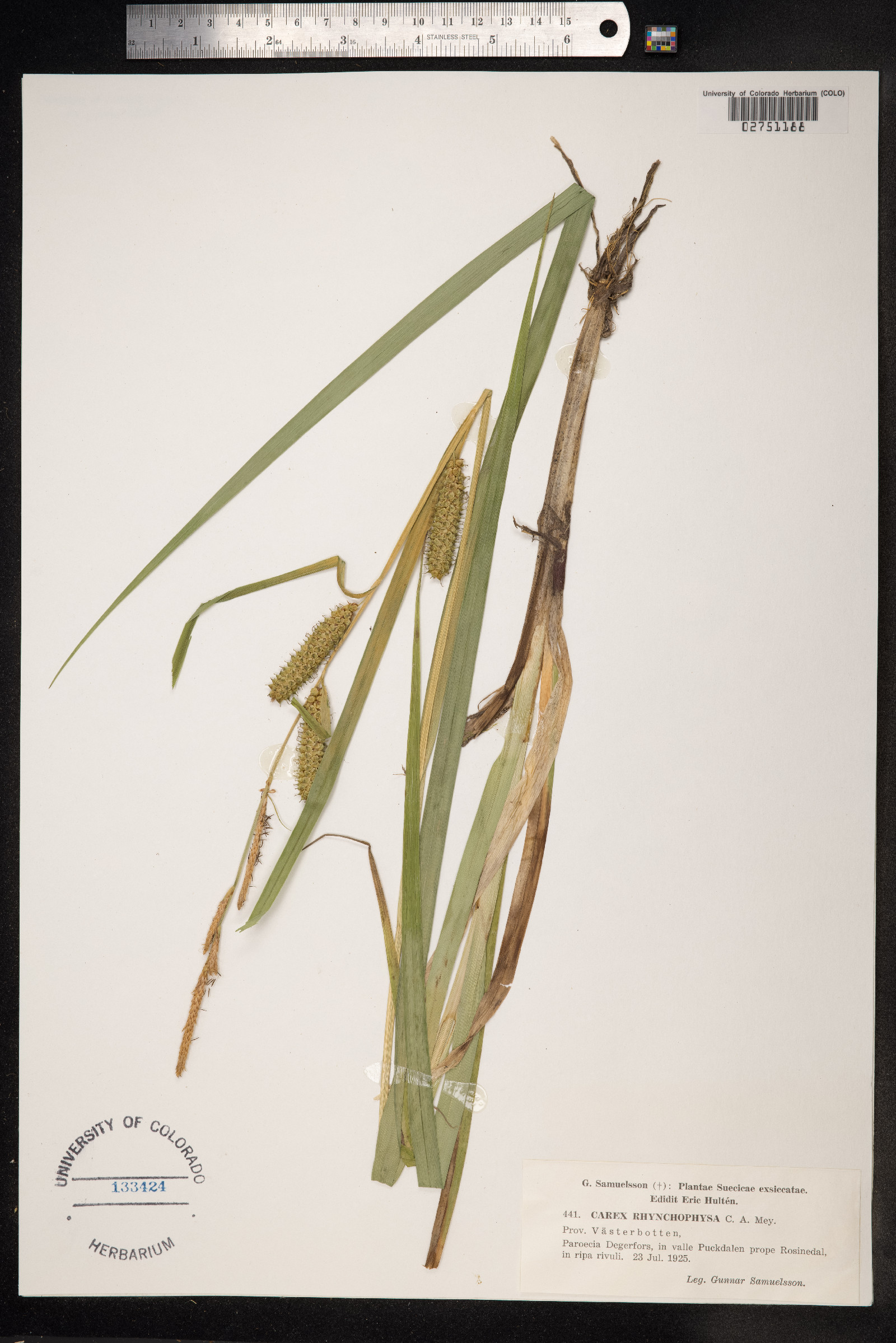 Carex utriculata image