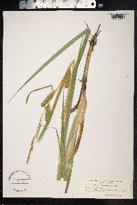Carex utriculata image