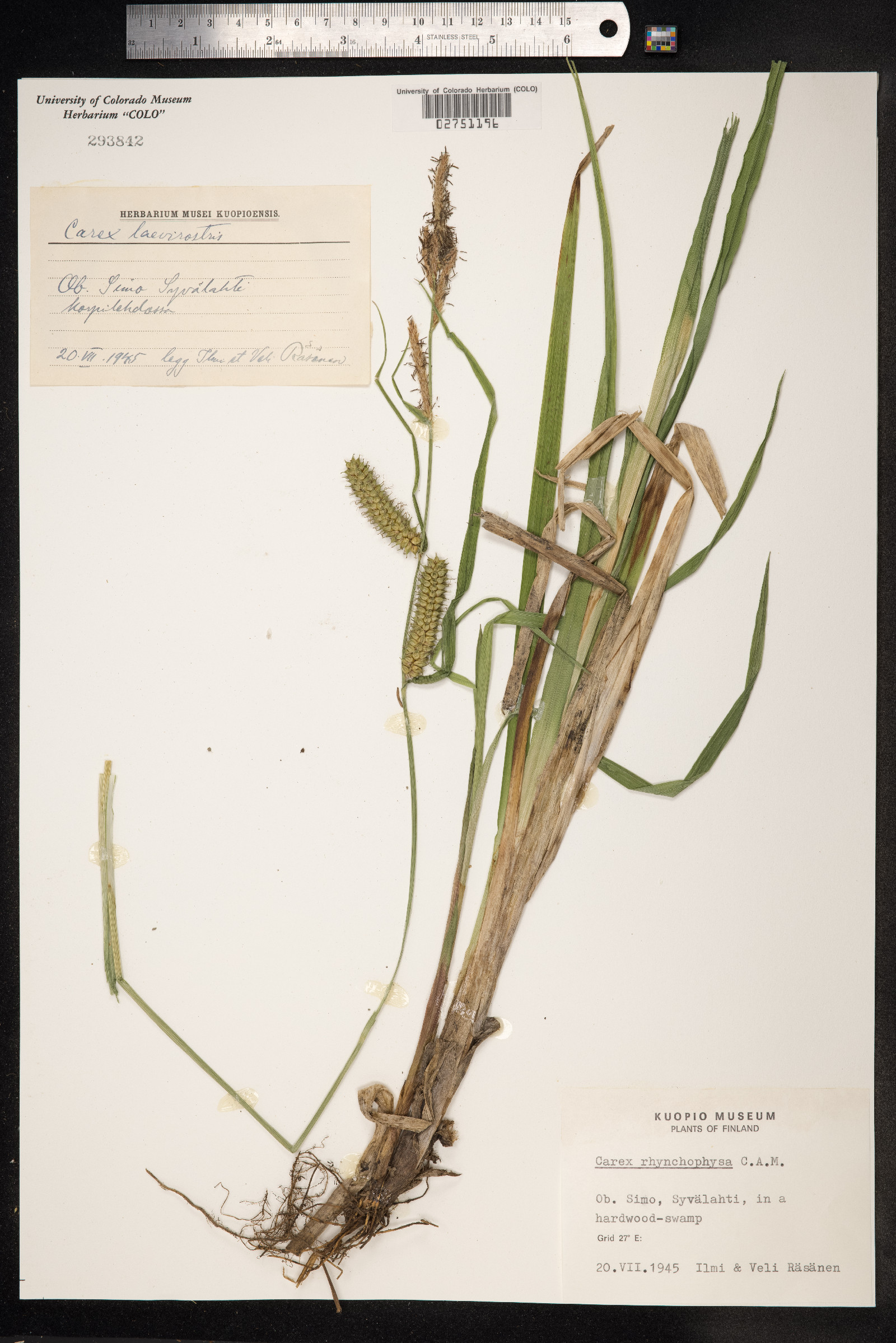 Carex utriculata image