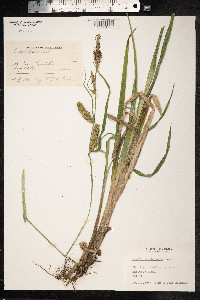Carex utriculata image
