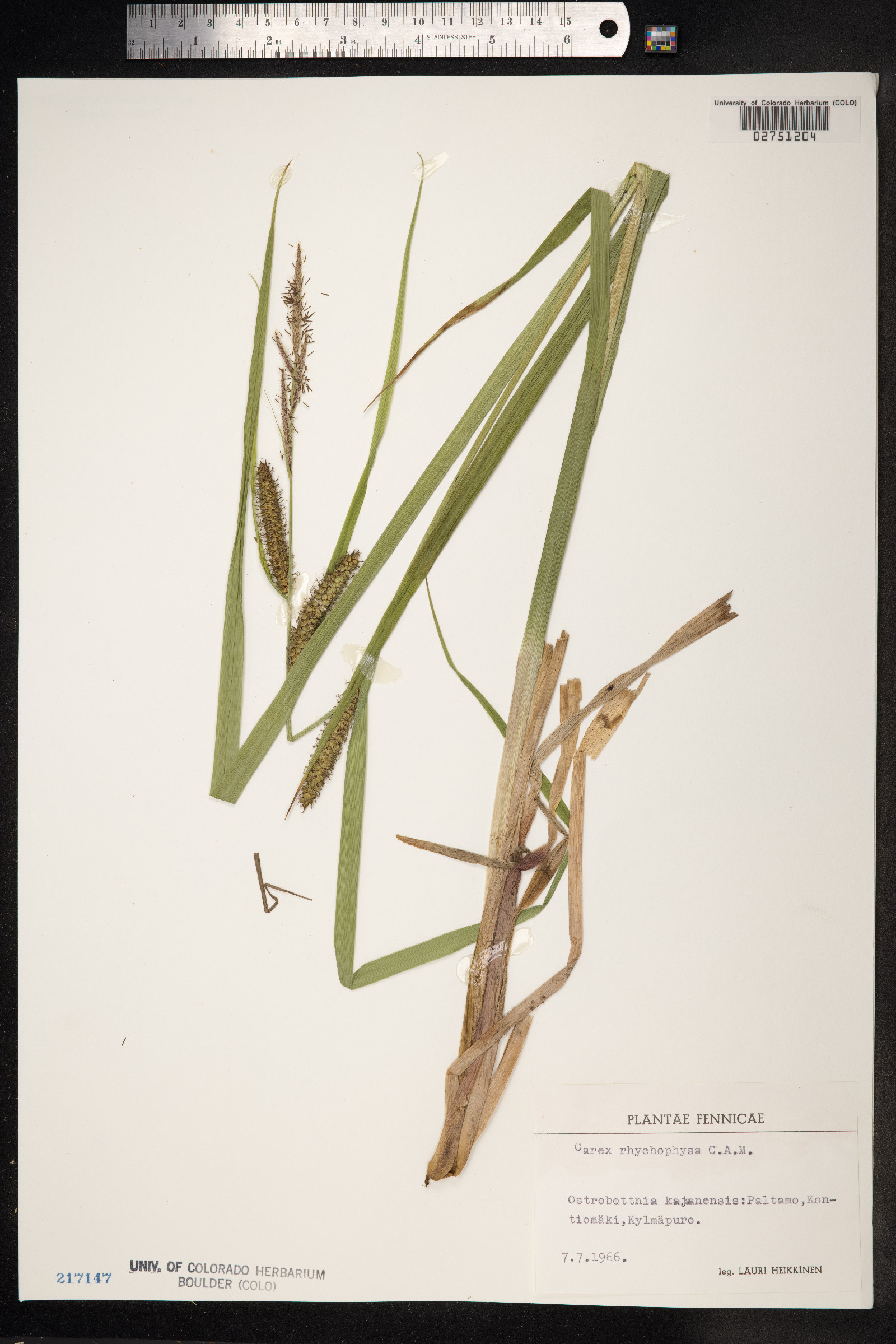 Carex utriculata image