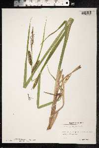 Carex utriculata image
