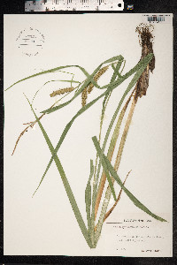 Carex utriculata image