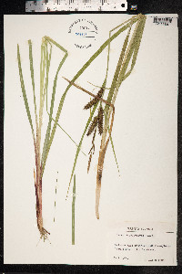 Carex utriculata image