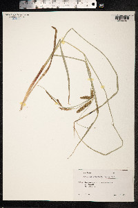 Carex utriculata image