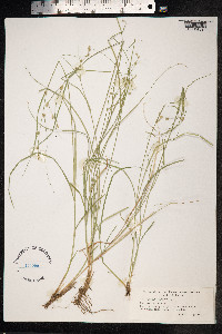 Carex remota image