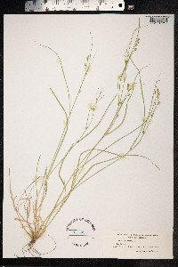 Carex remota image