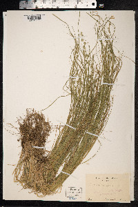Carex remota image