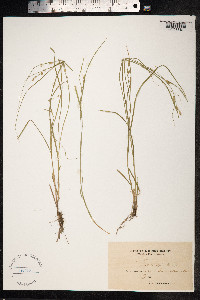 Carex remota image