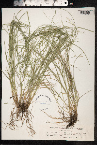 Carex remota image