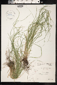Carex remota image