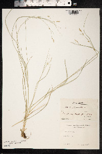 Carex remota image