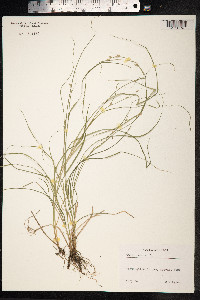 Carex remota image