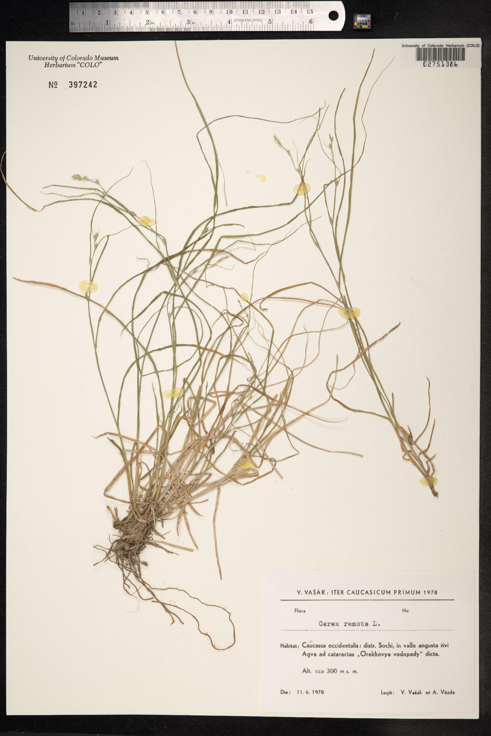 Carex remota image