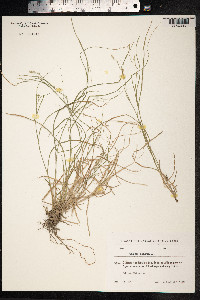 Carex remota image