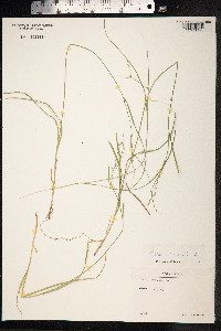 Carex remota image