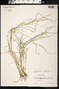 Carex remota image
