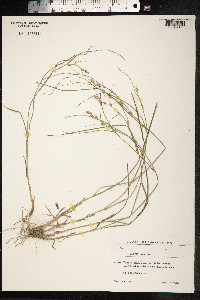 Carex remota image