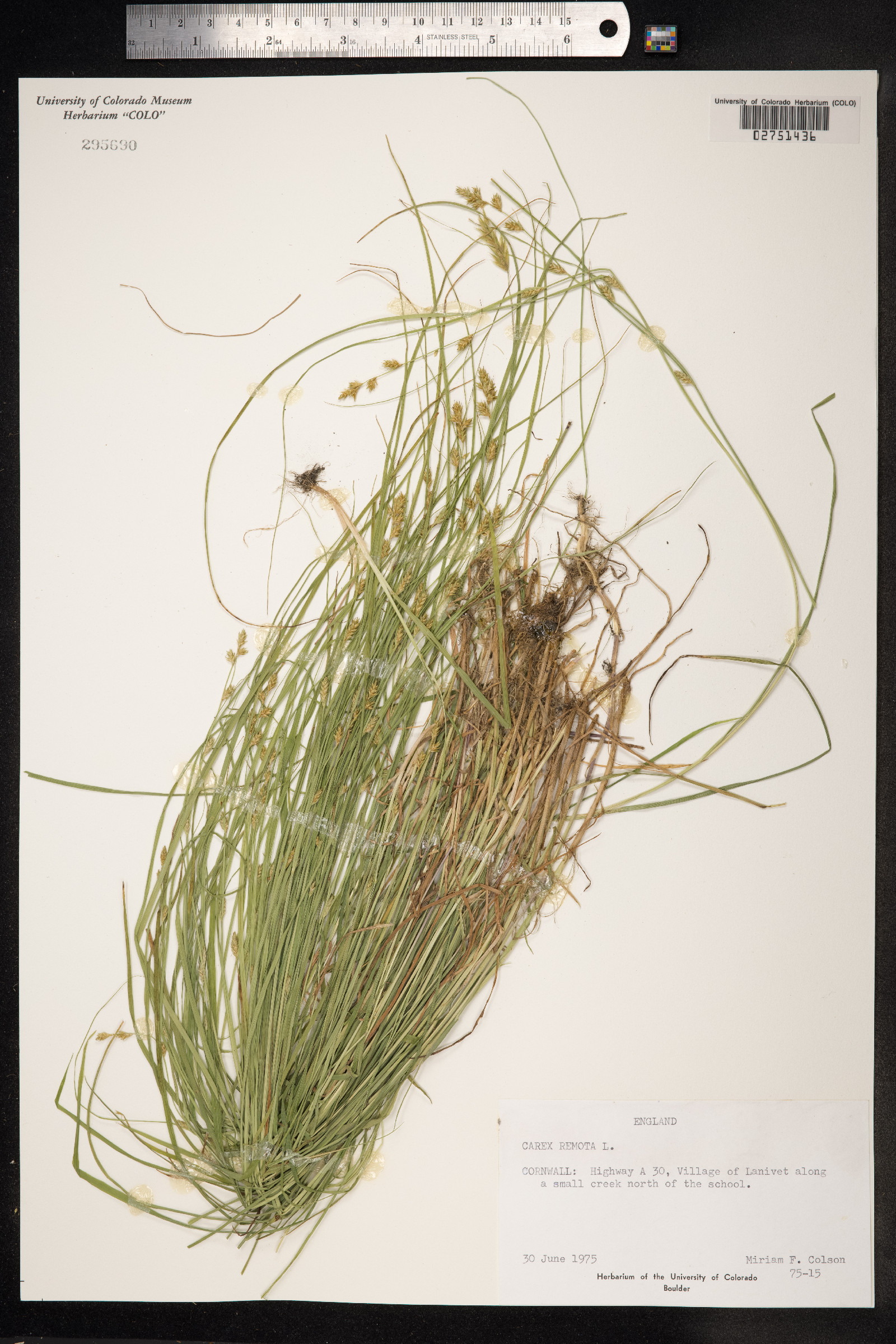 Carex remota image