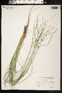 Carex remota image