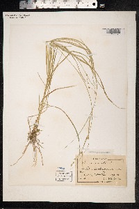 Carex remota image