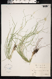 Carex remota image