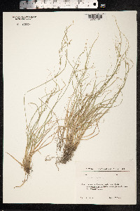 Carex remota image