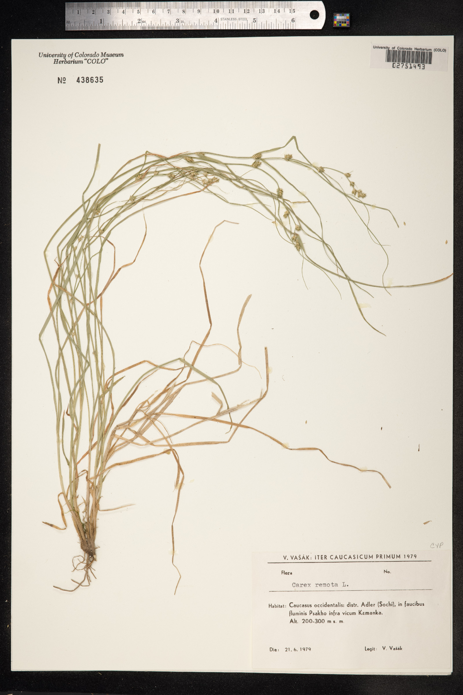 Carex remota image